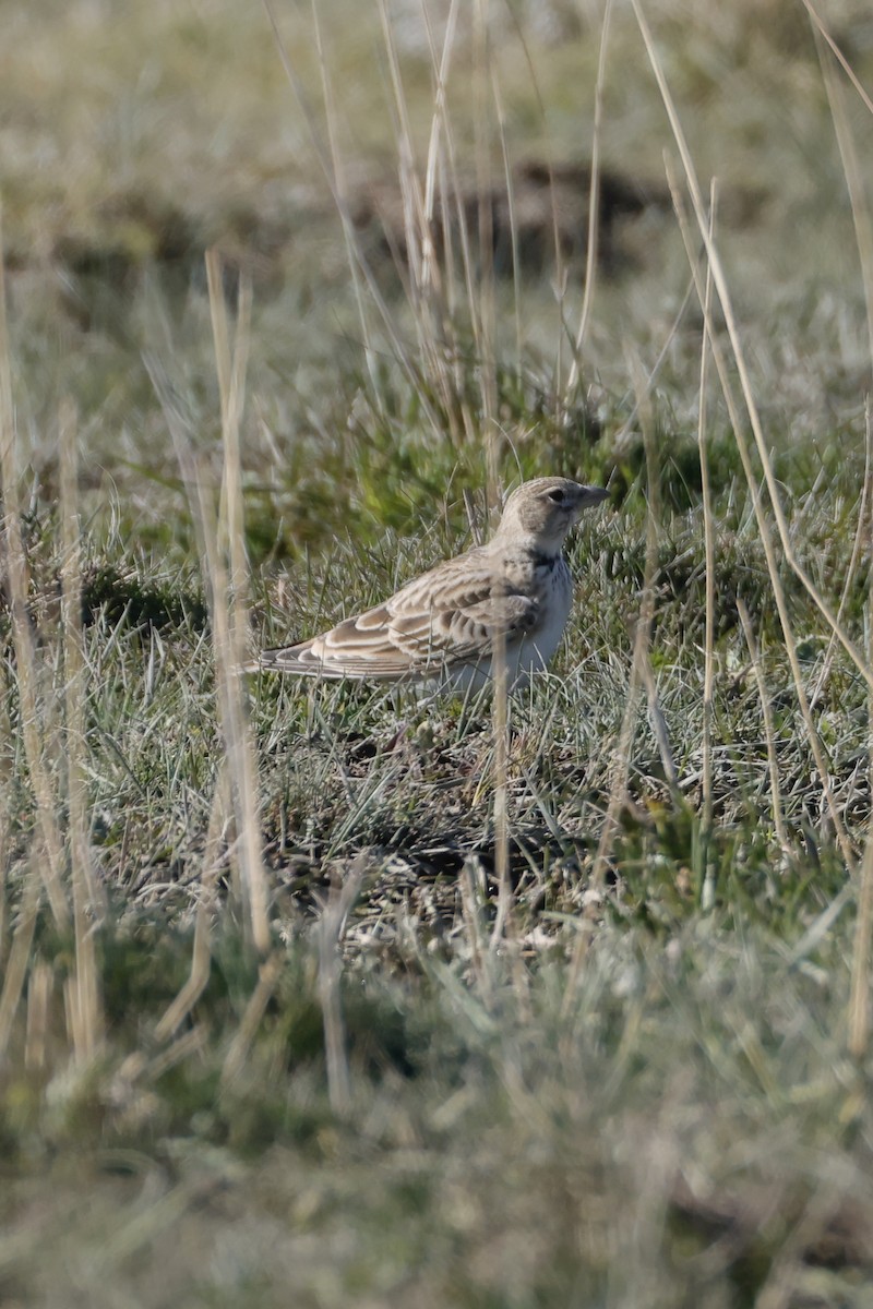 Calandra Lark - ML643214271