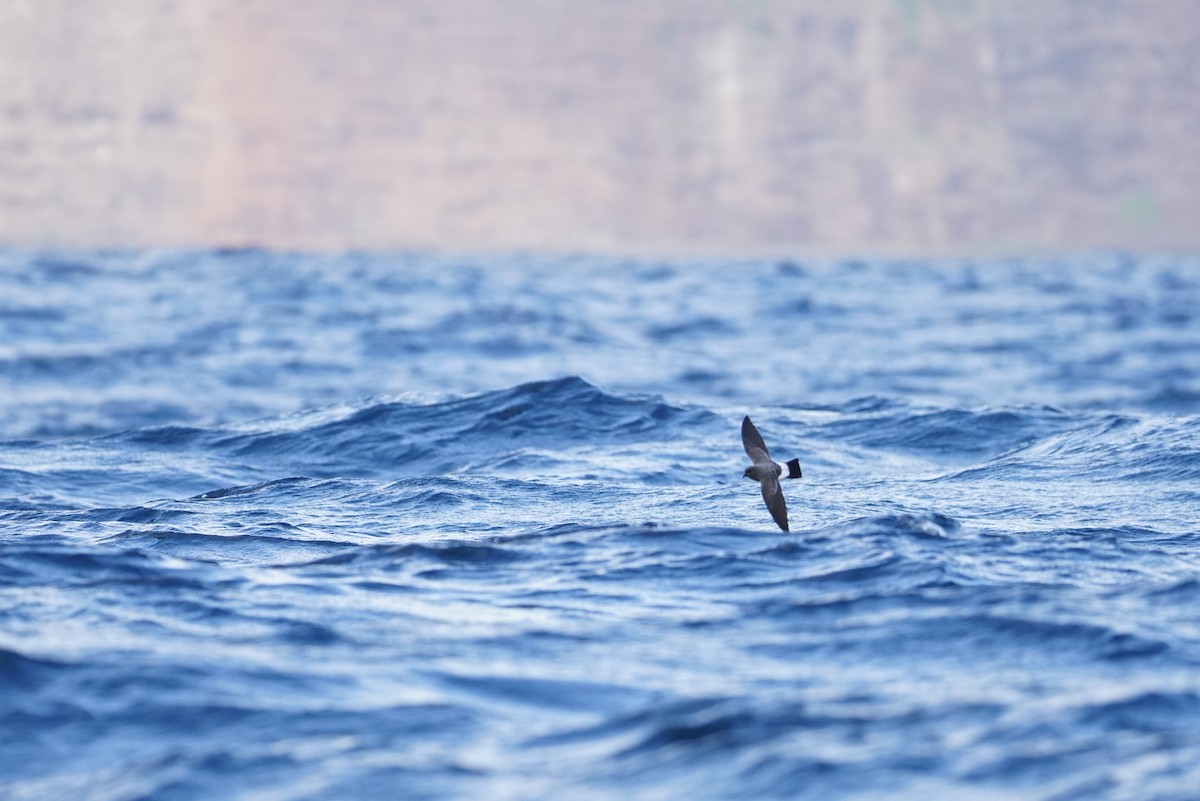 White-bellied Storm-Petrel - ML643214275