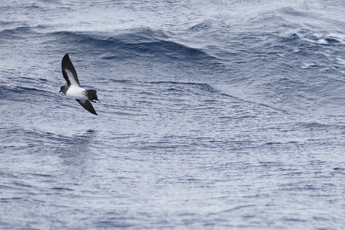 White-bellied Storm-Petrel - ML643214276