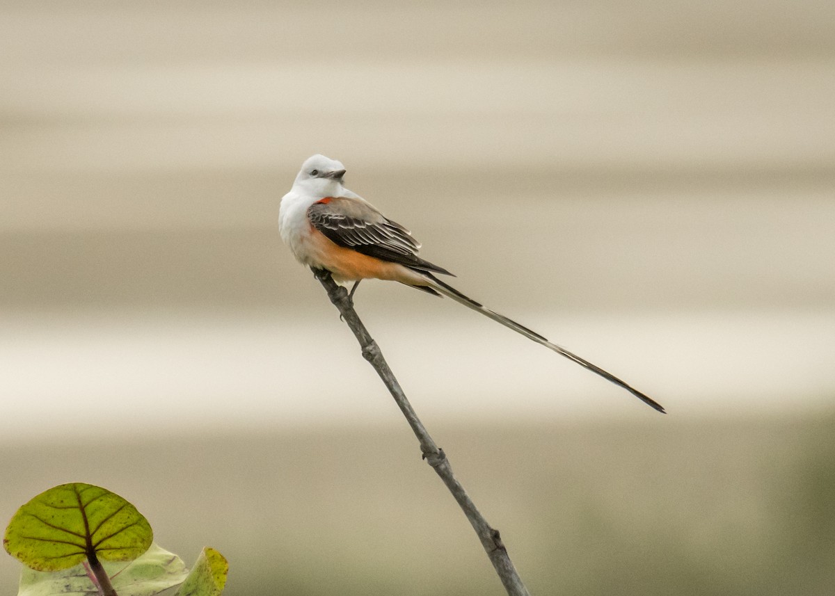 Scissor-tailed Flycatcher - ML643214353