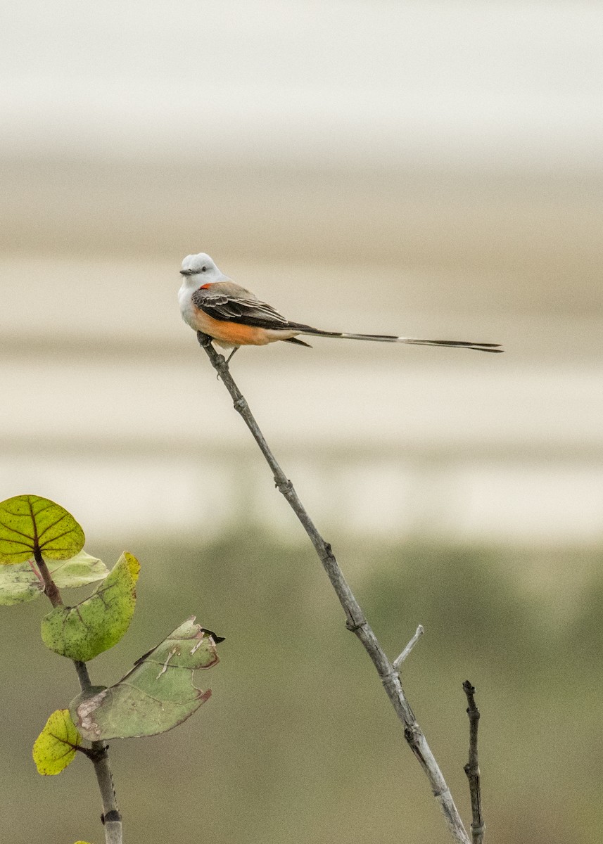 Scissor-tailed Flycatcher - ML643214354