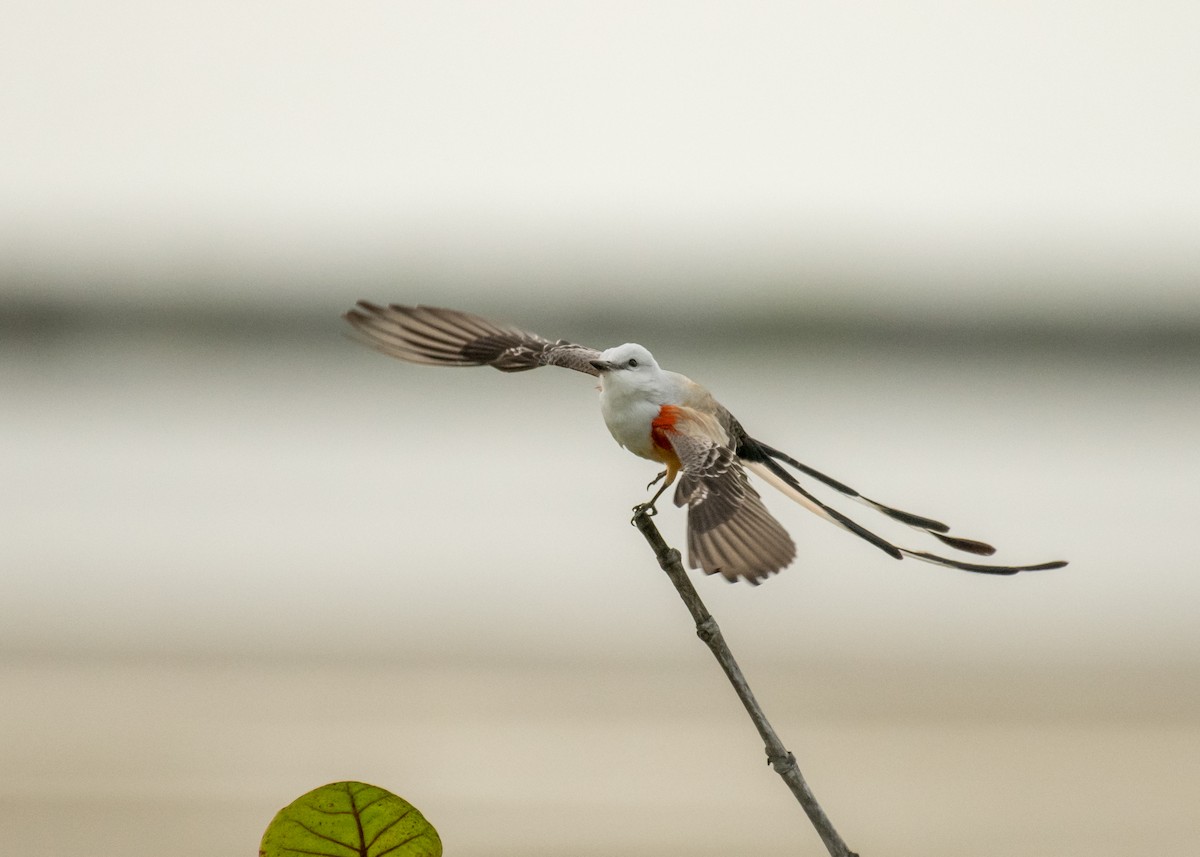 Scissor-tailed Flycatcher - ML643214355