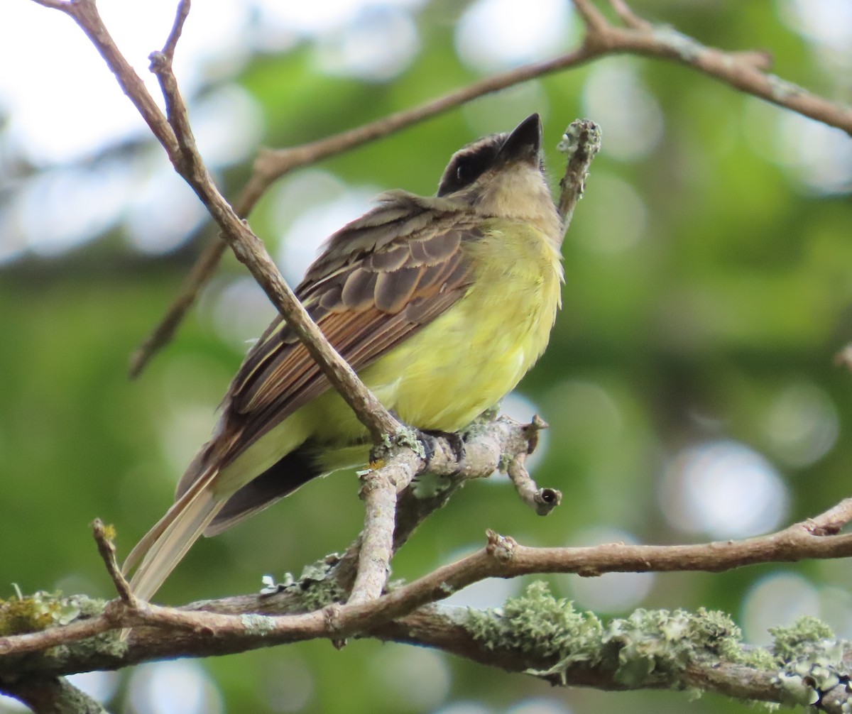 Golden-bellied Flycatcher - ML643214362