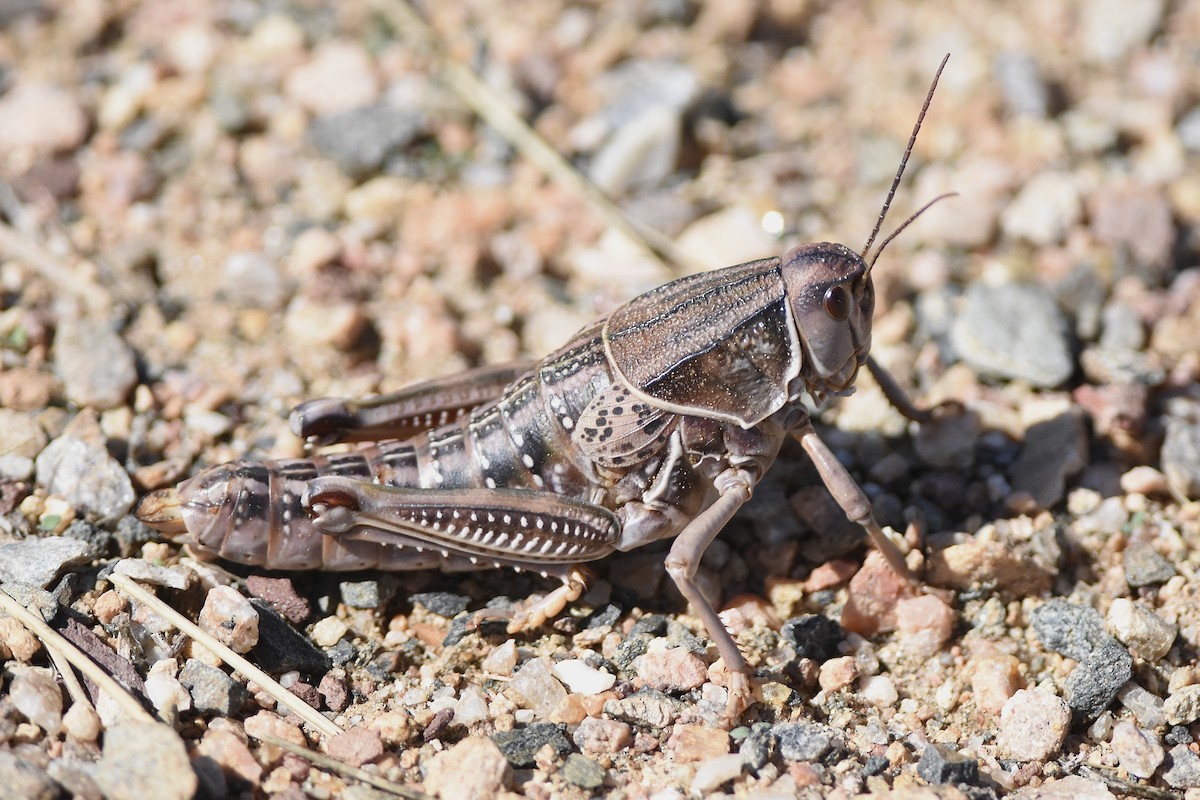 Plains Lubber Grasshopper - ML643214365
