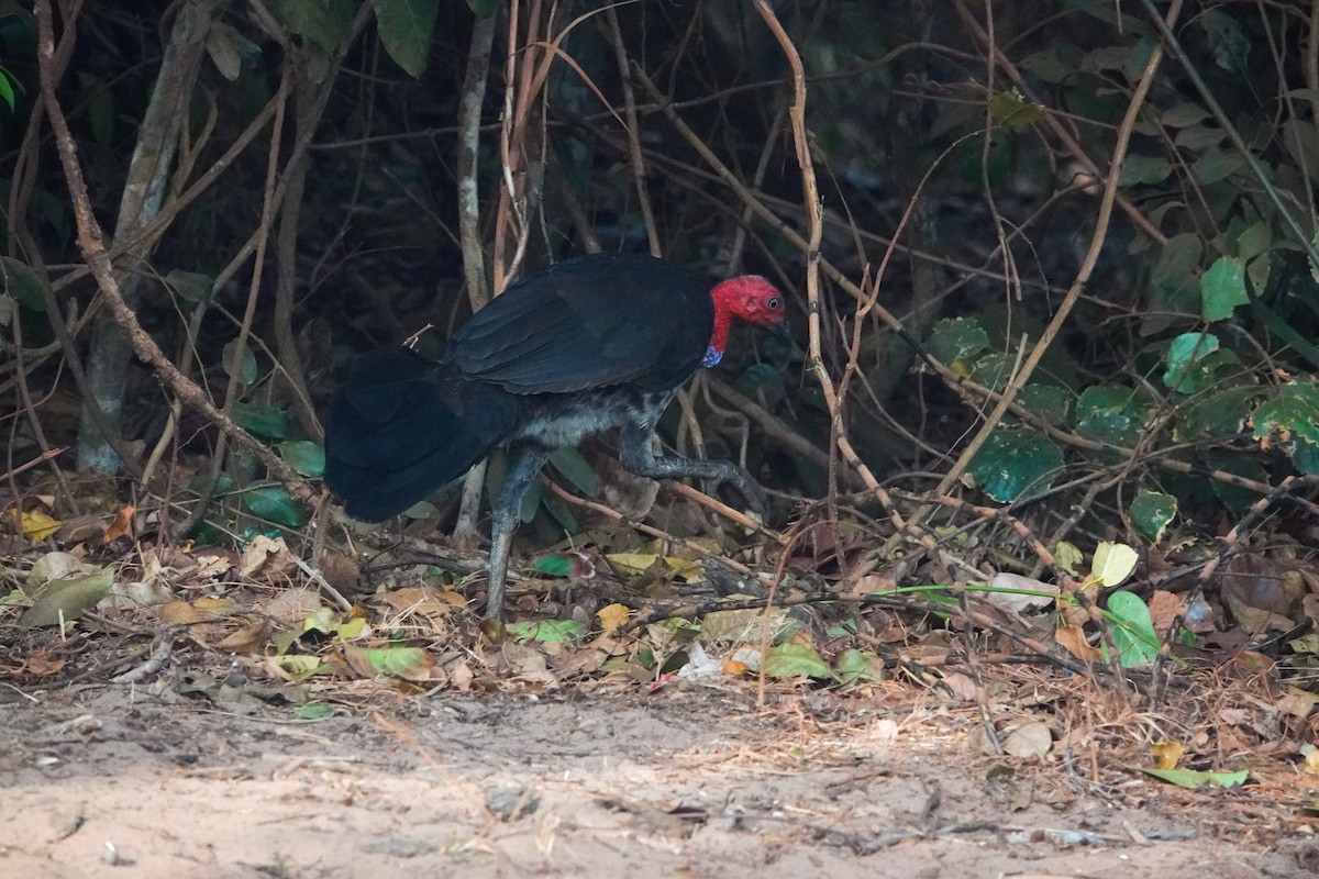 Australian Brushturkey - ML643214366