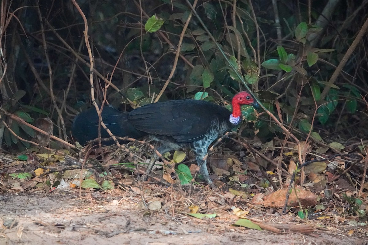 Australian Brushturkey - ML643214367