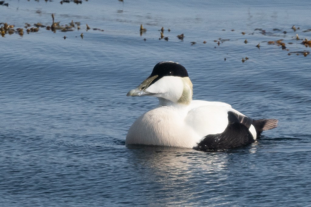 Common Eider (Eurasian) - ML643214368
