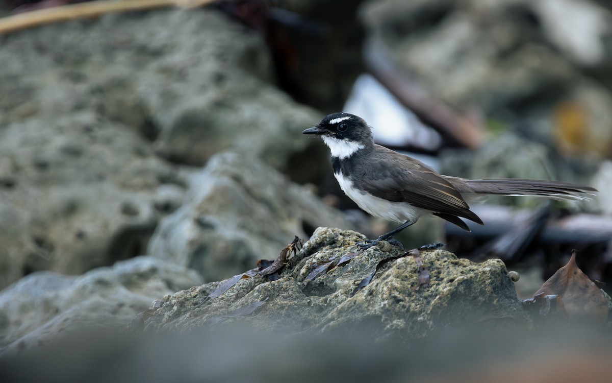 Philippine Pied-Fantail - ML643214371