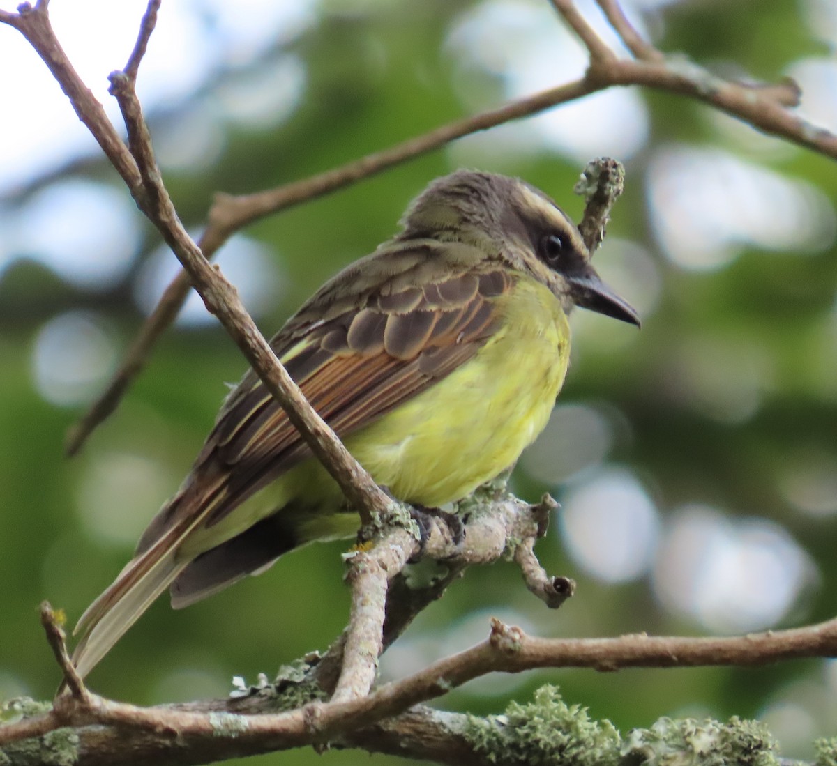 Golden-bellied Flycatcher - ML643214377