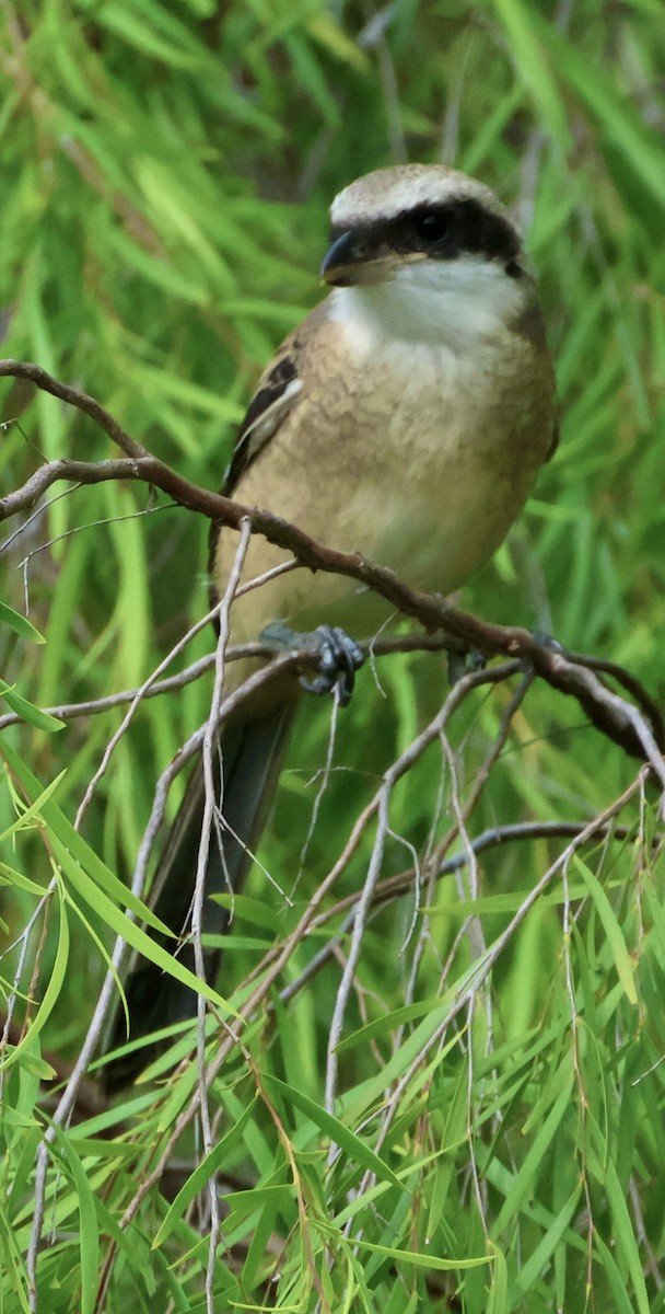 Long-tailed Shrike - ML643214378