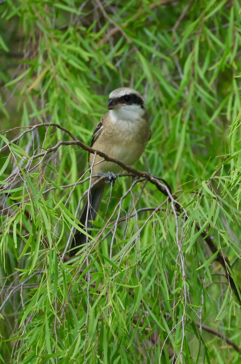 Long-tailed Shrike - ML643214379