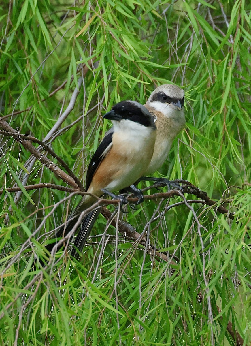 Long-tailed Shrike - ML643214380