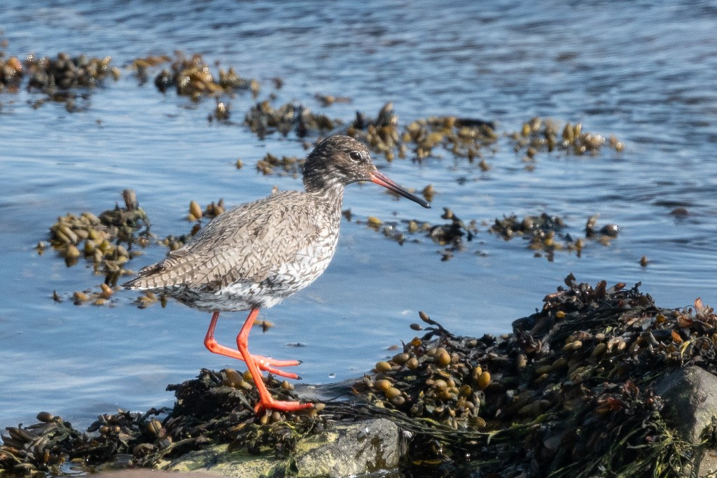 Улаан хөлт хөгчүү - ML643214392