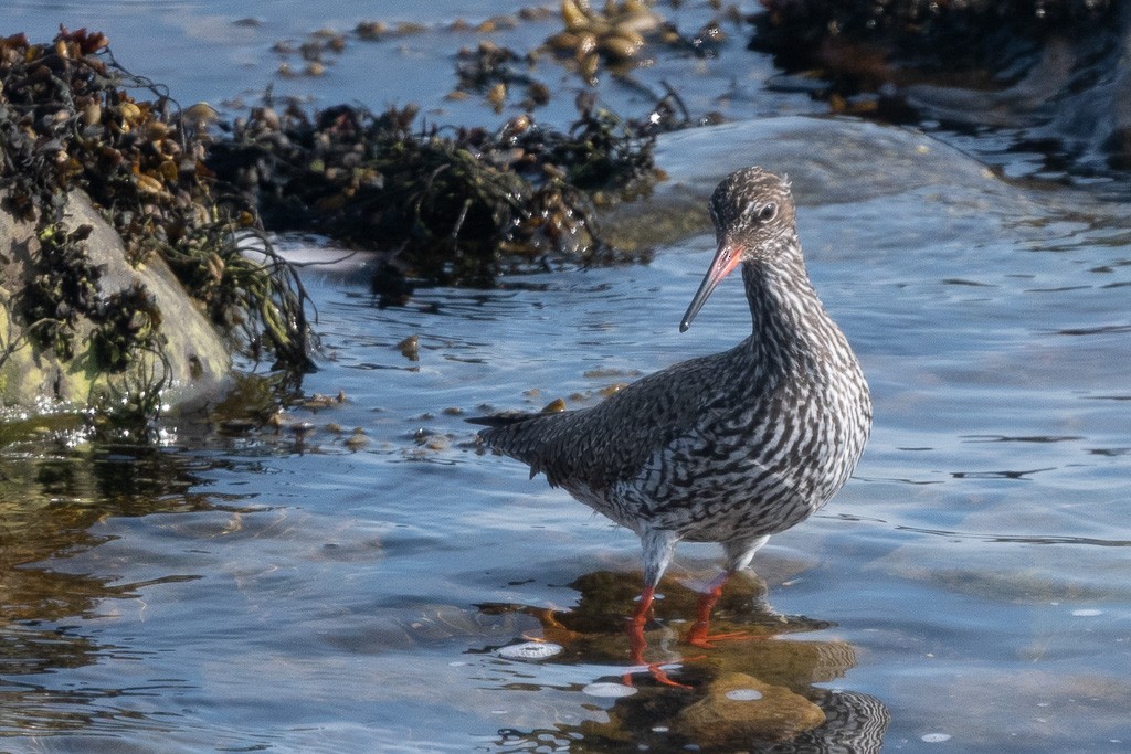 Улаан хөлт хөгчүү - ML643214393