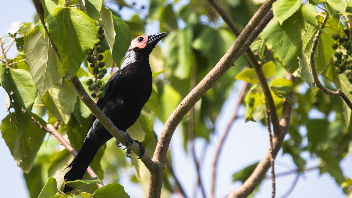 Coleto - ML643214394