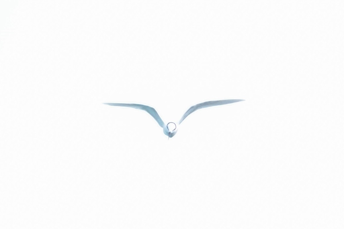 エリグロアジサシ - ML643214441