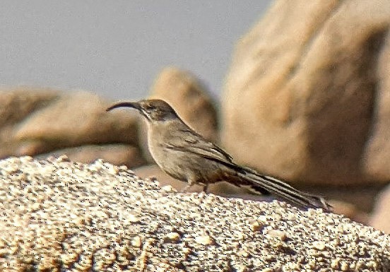 Crissal Thrasher - ML643214442