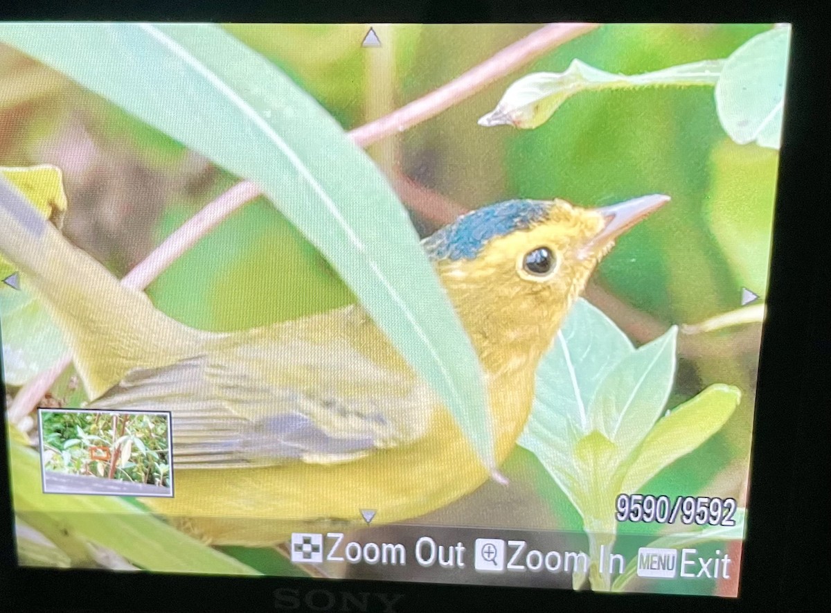 Wilson's Warbler - ML643214467
