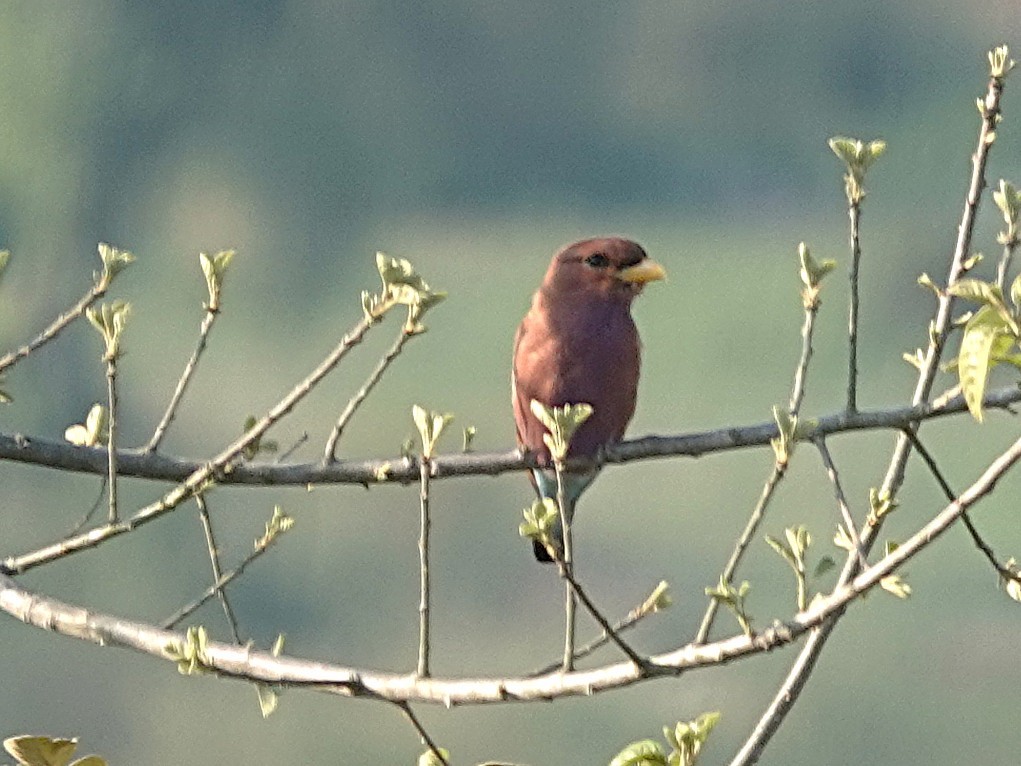 Broad-billed Roller (African) - ML643214488