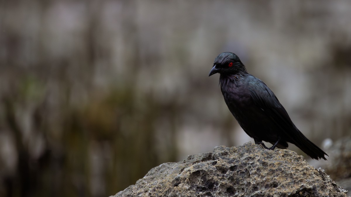 Asian Glossy Starling - ML643214500