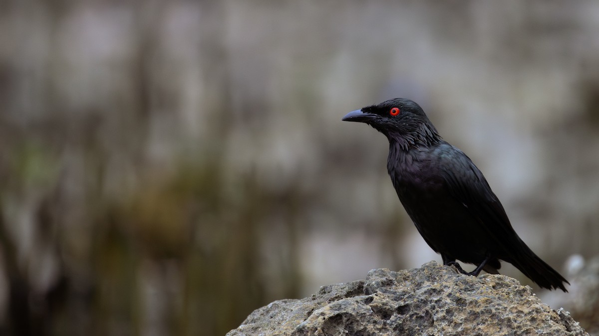 Asian Glossy Starling - ML643214501