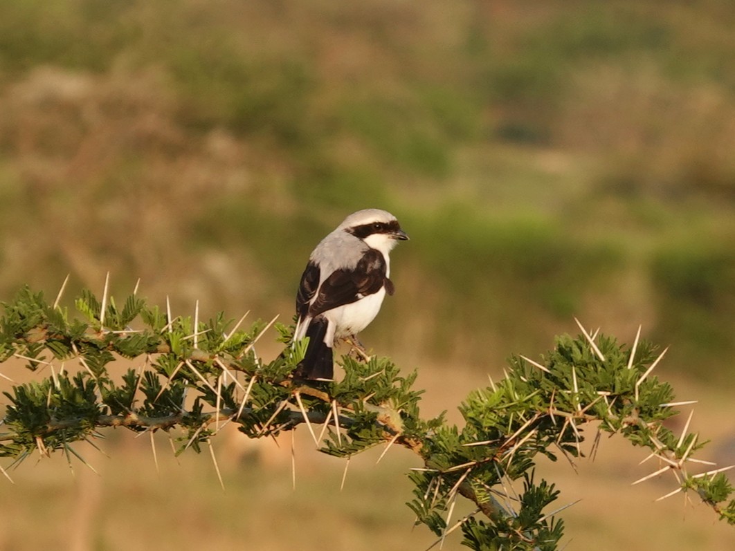 Gray-backed Fiscal - ML643214503