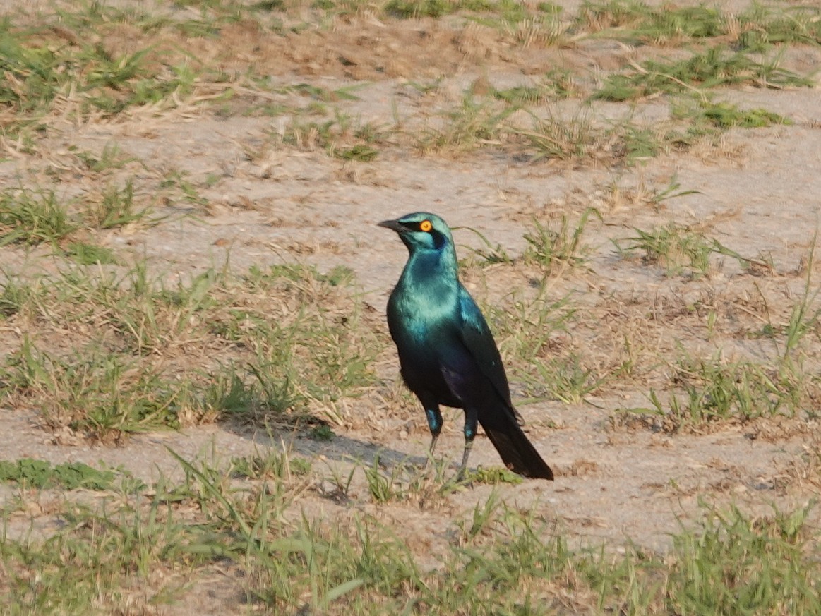 Greater Blue-eared Starling - ML643214510