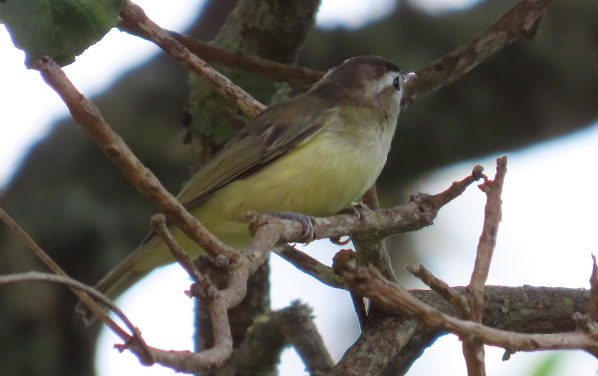 Brown-capped Vireo - ML643214522