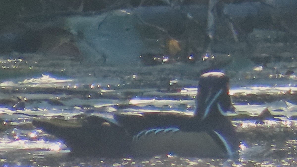 Wood Duck - ML643214531