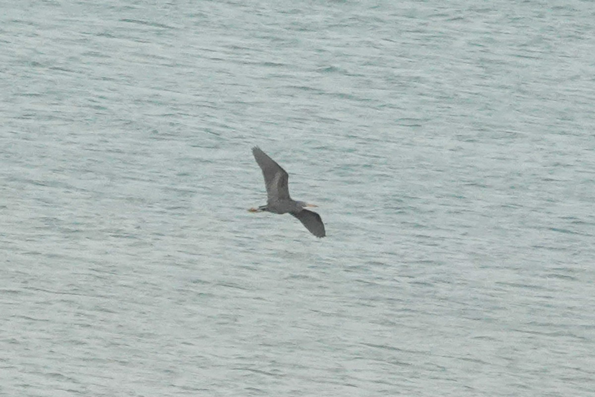 Pacific Reef-Heron - ML643214535