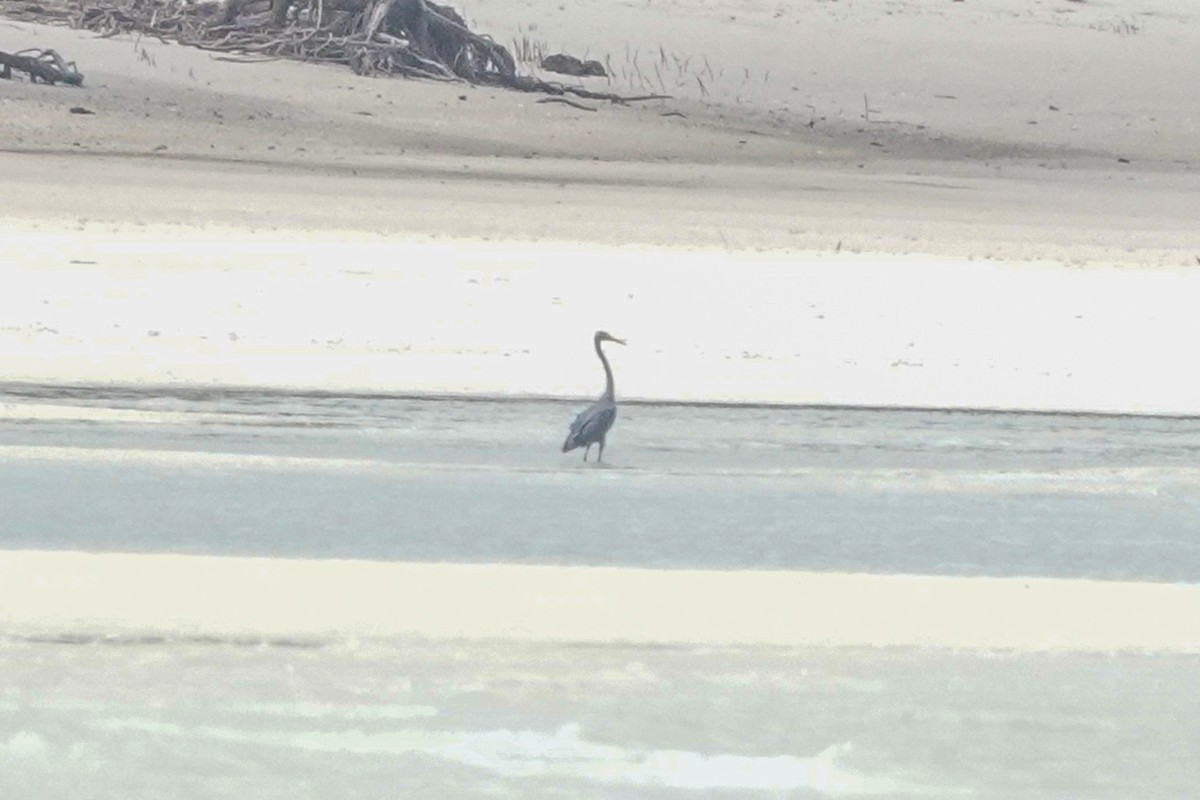 Pacific Reef-Heron - ML643214536