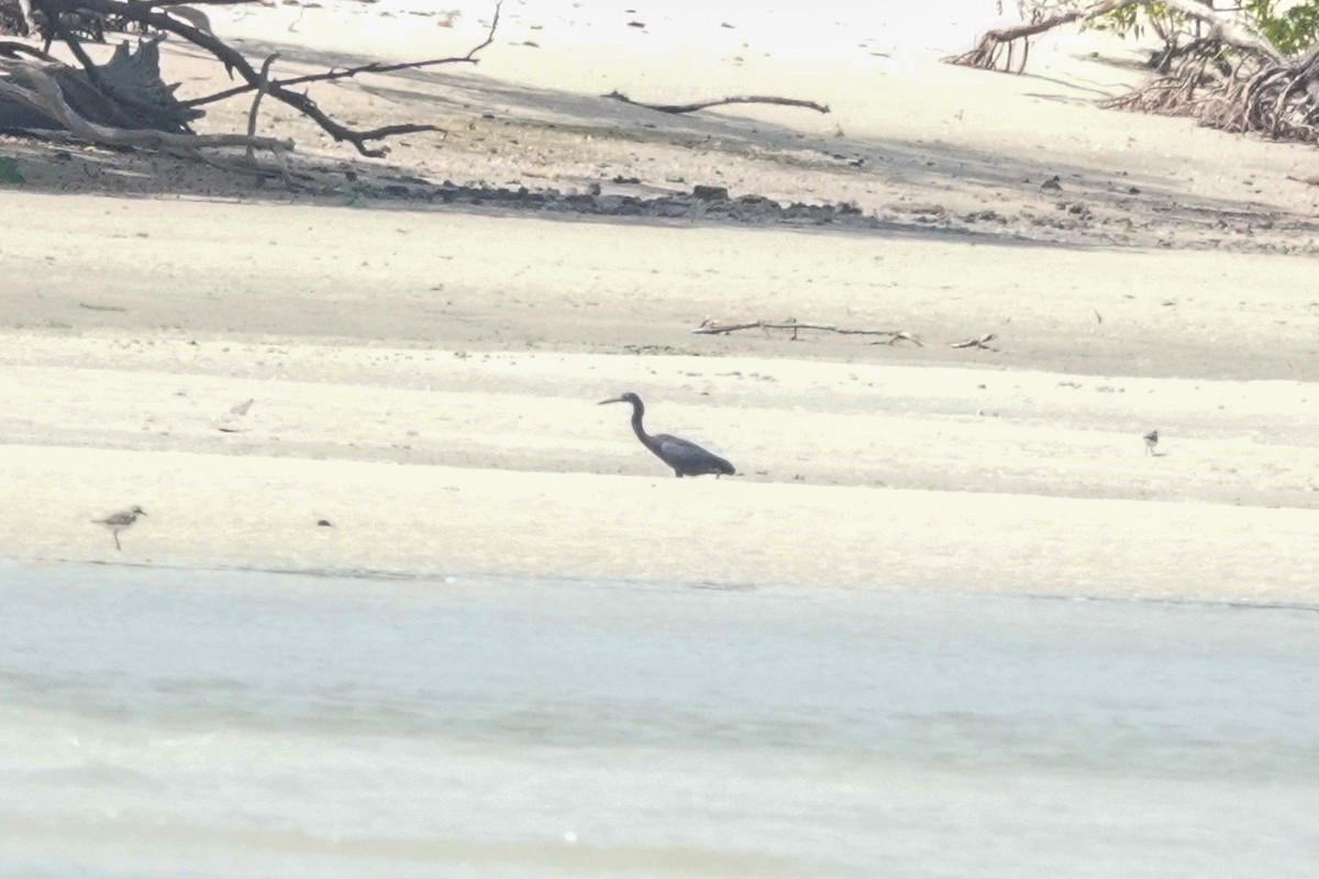 Pacific Reef-Heron - ML643214537