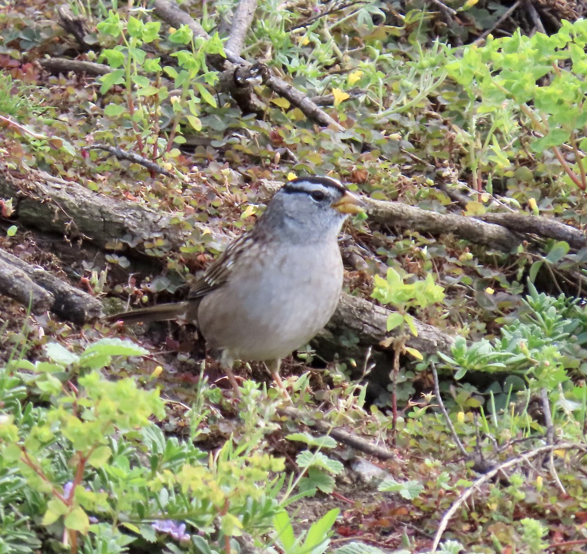 White-crowned Sparrow - ML643214552
