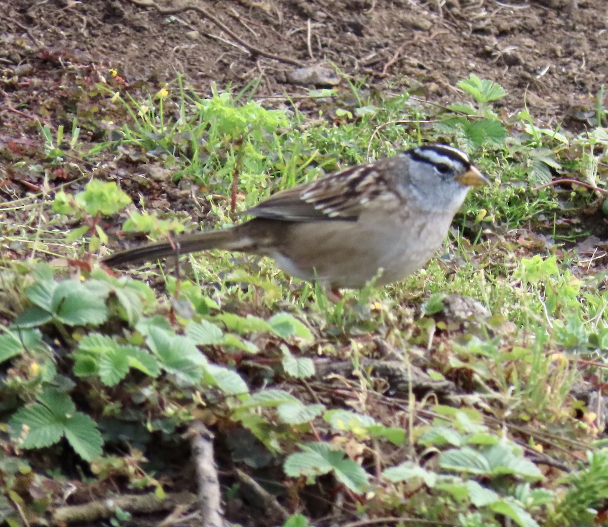 White-crowned Sparrow - ML643214553