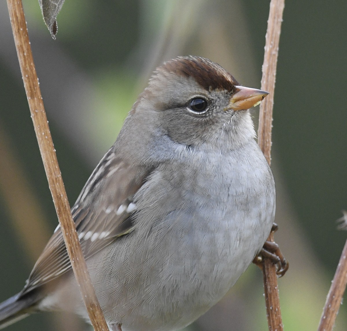 White-crowned Sparrow - ML643214610