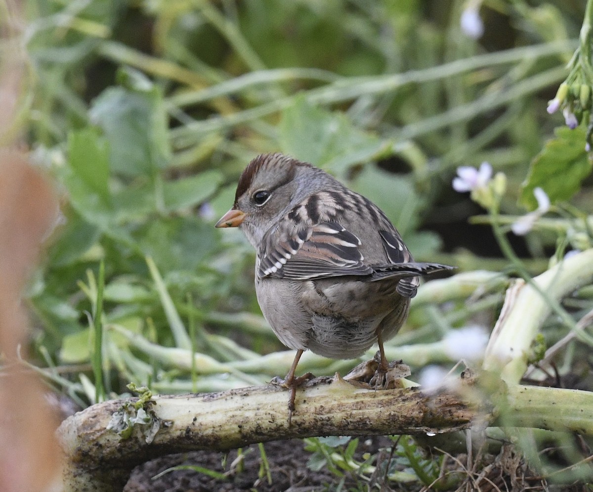 White-crowned Sparrow - ML643214611