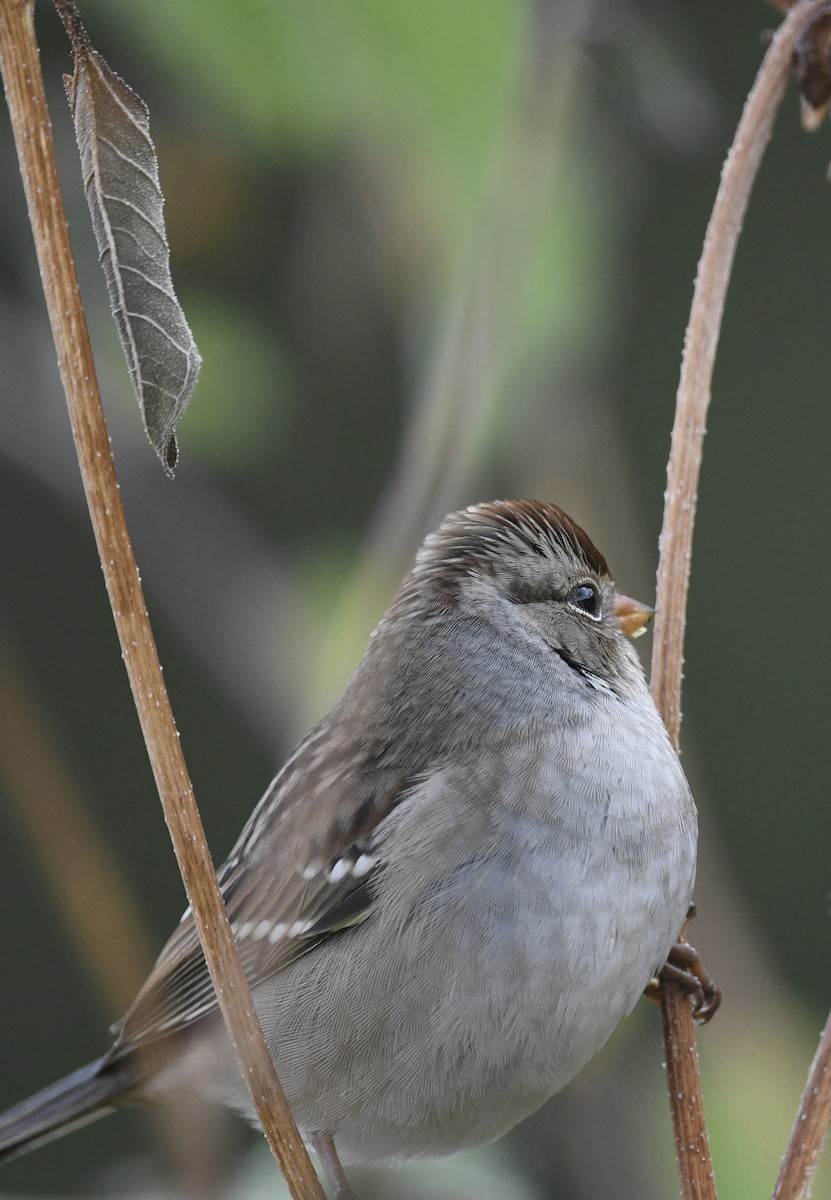 White-crowned Sparrow - ML643214612