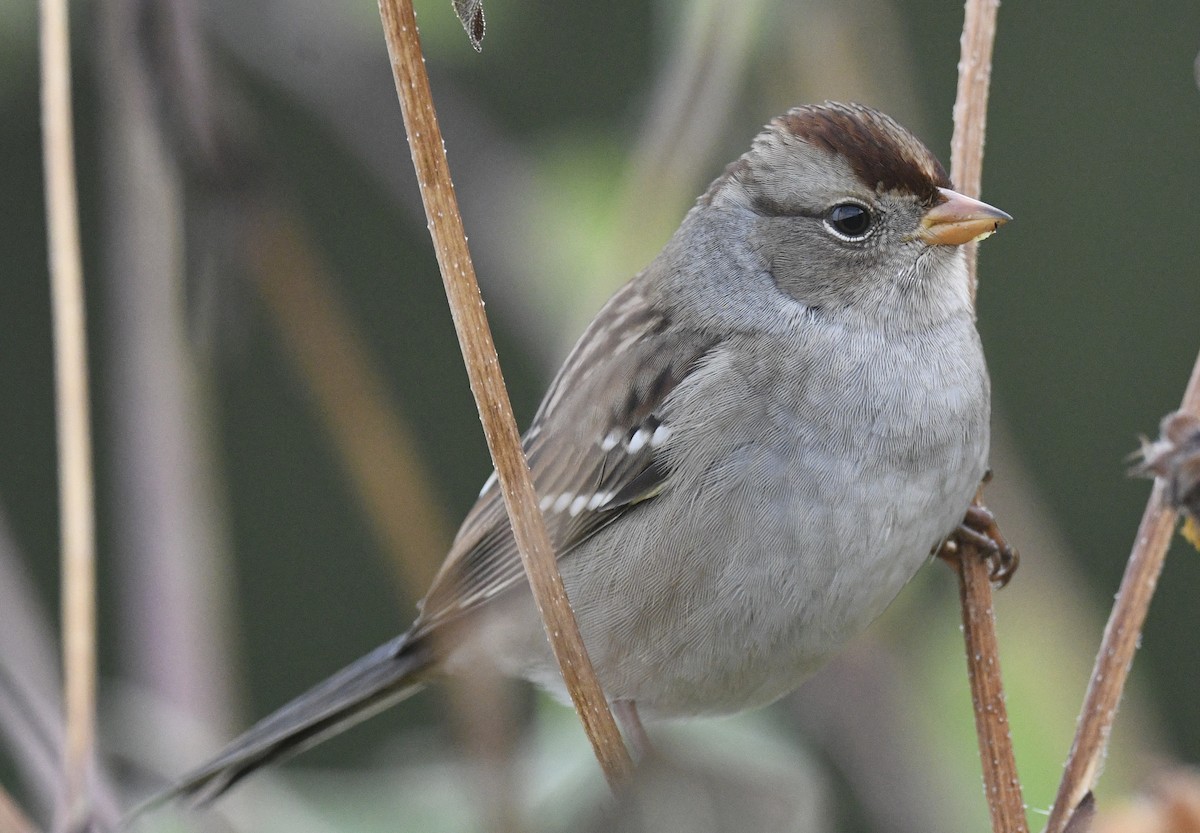 White-crowned Sparrow - ML643214613