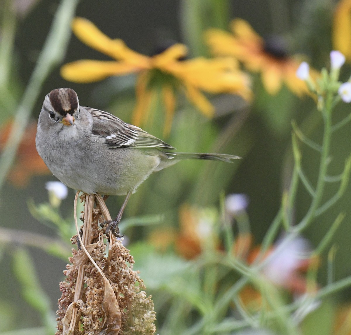 White-crowned Sparrow - ML643214620
