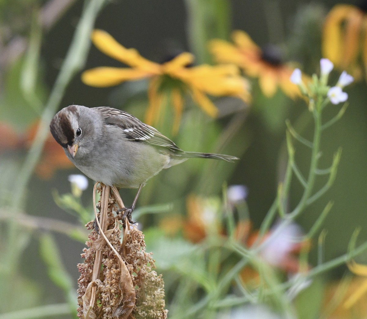 White-crowned Sparrow - ML643214621