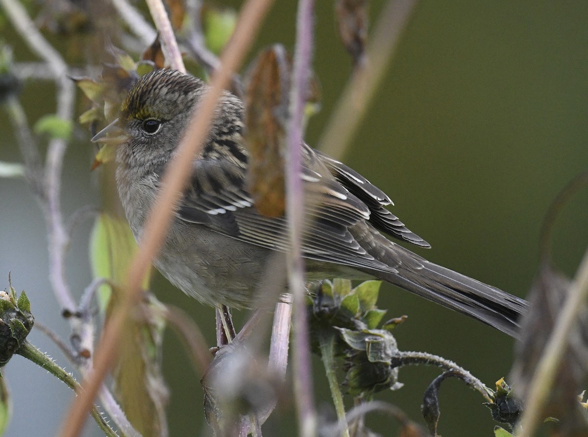 Golden-crowned Sparrow - ML643214622