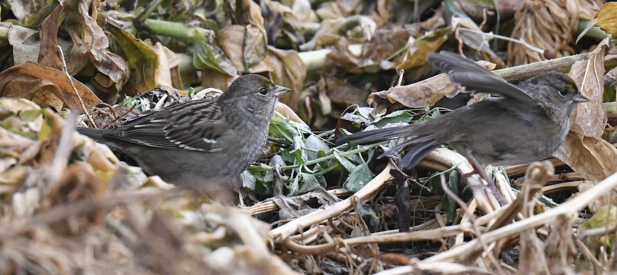 Golden-crowned Sparrow - ML643214628