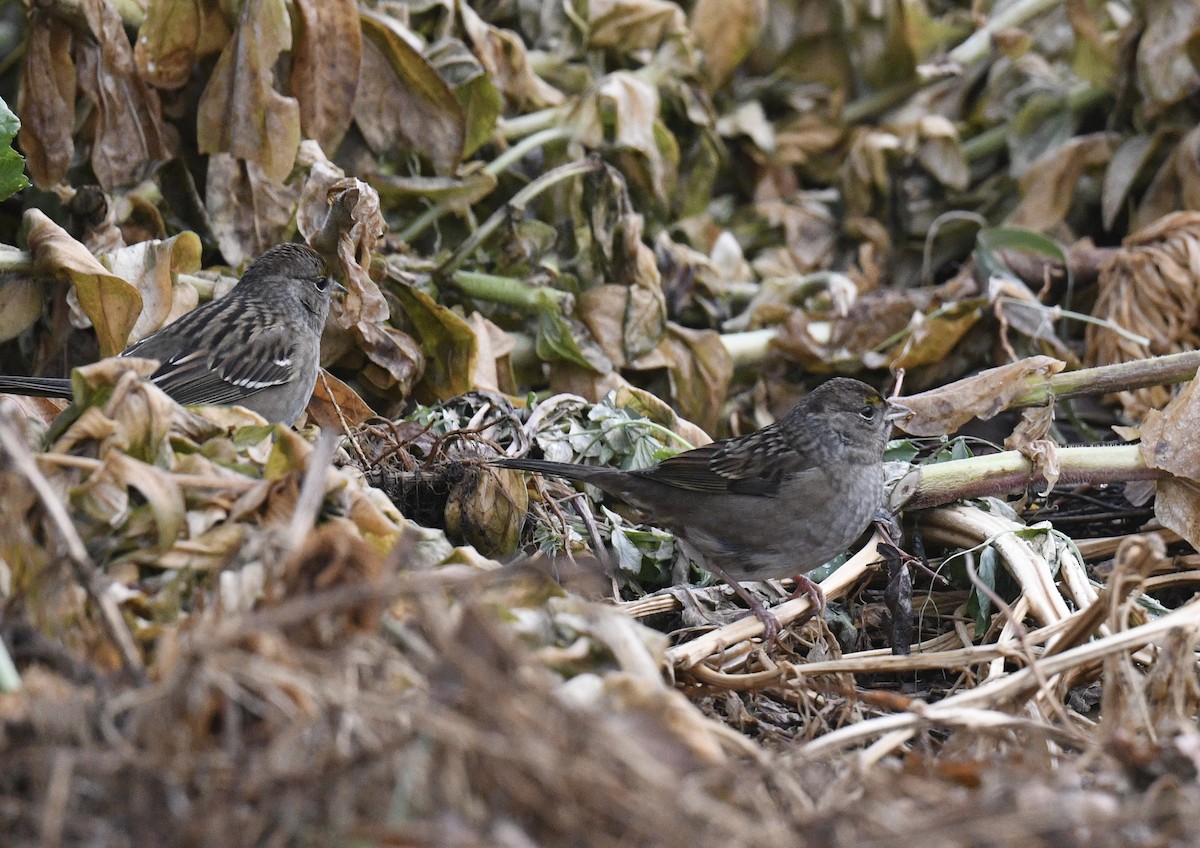 Golden-crowned Sparrow - ML643214630