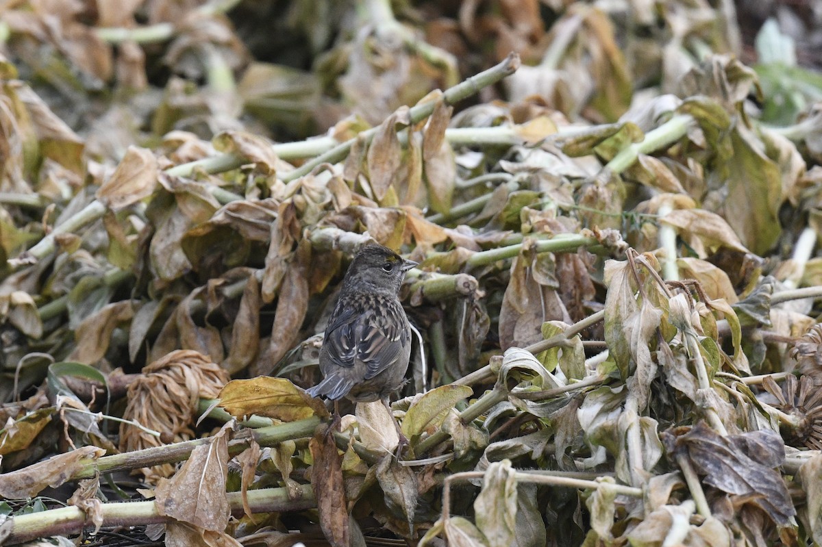Golden-crowned Sparrow - ML643214631