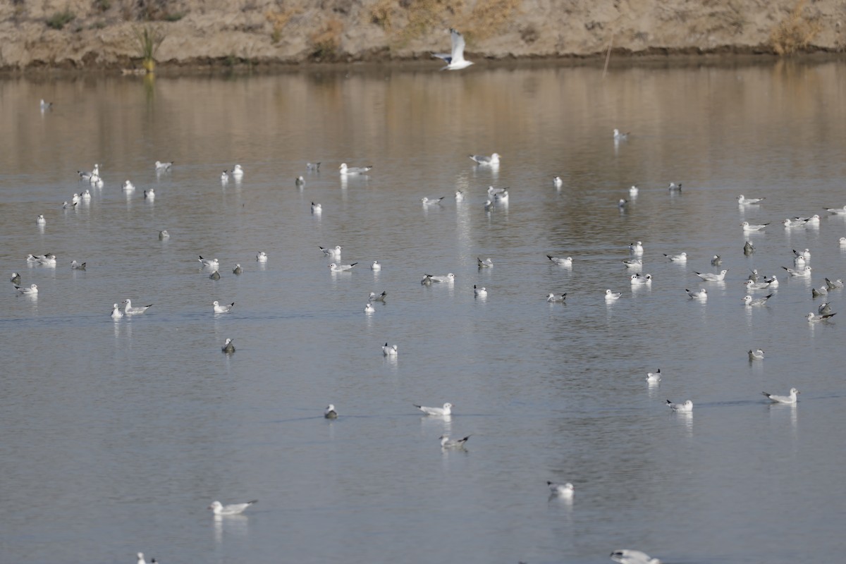 Black-headed Gull - ML643214632