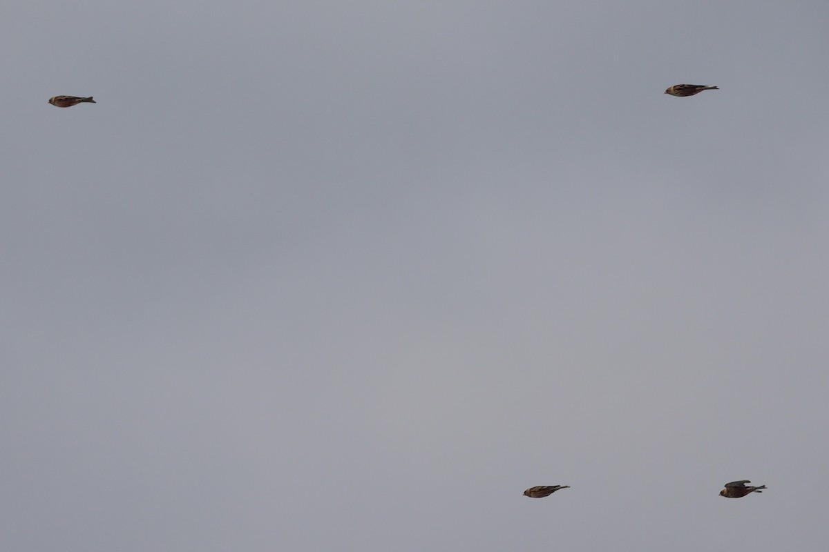 koksfjellfink - ML643214635