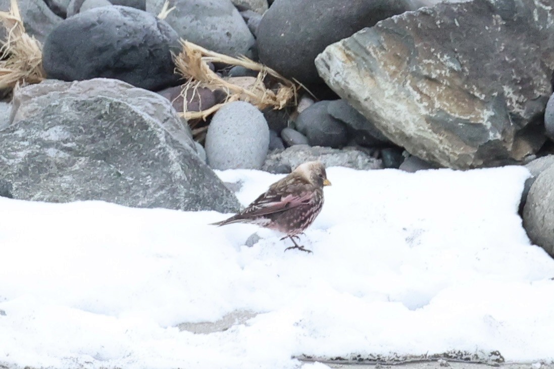 koksfjellfink - ML643214636