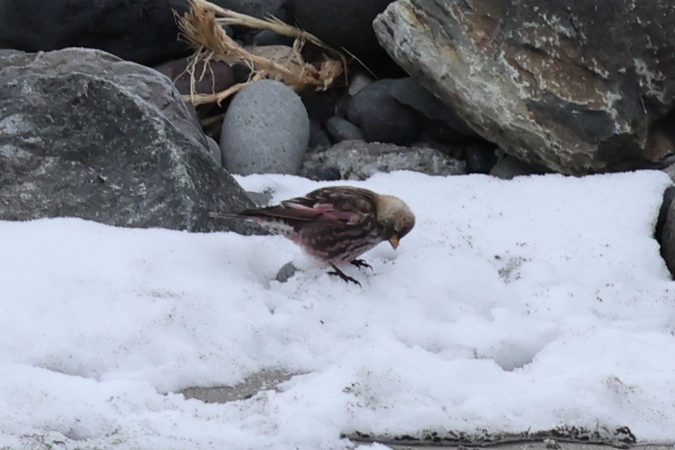 koksfjellfink - ML643214637