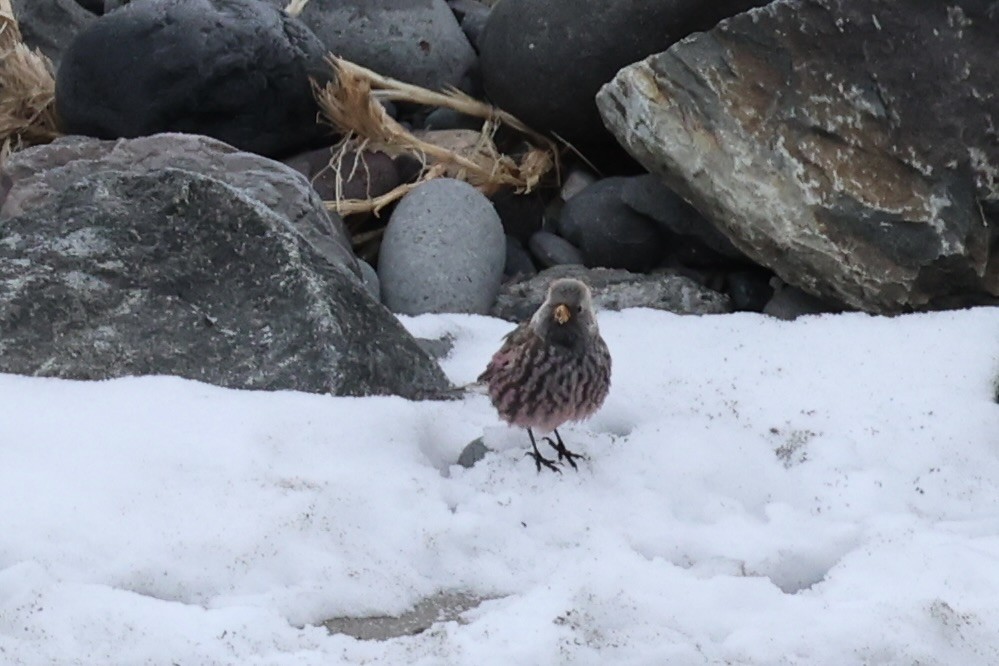 koksfjellfink - ML643214638