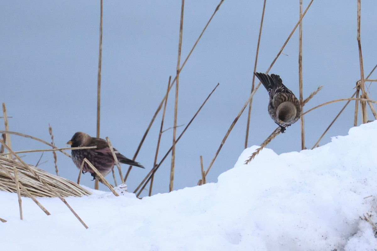 koksfjellfink - ML643214639